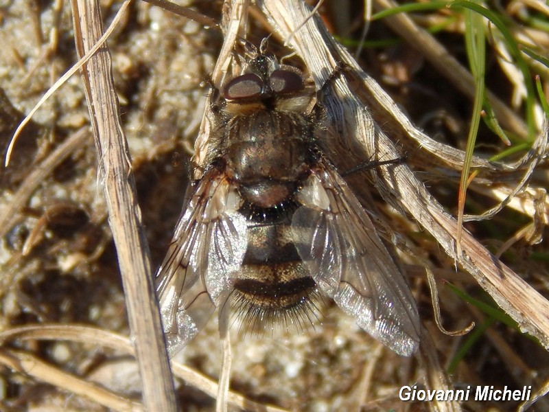 Ernestia puparum (Tachinidae)